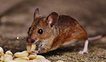24 Hour & Emergency Exterminators in Ne Harbor, ME